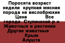 Поросята возраст 4 недели, крупная мясная порода(не вислобрюхие ) › Цена ­ 4 000 - Все города, Ступинский р-н Животные и растения » Другие животные   . Крым,Алушта